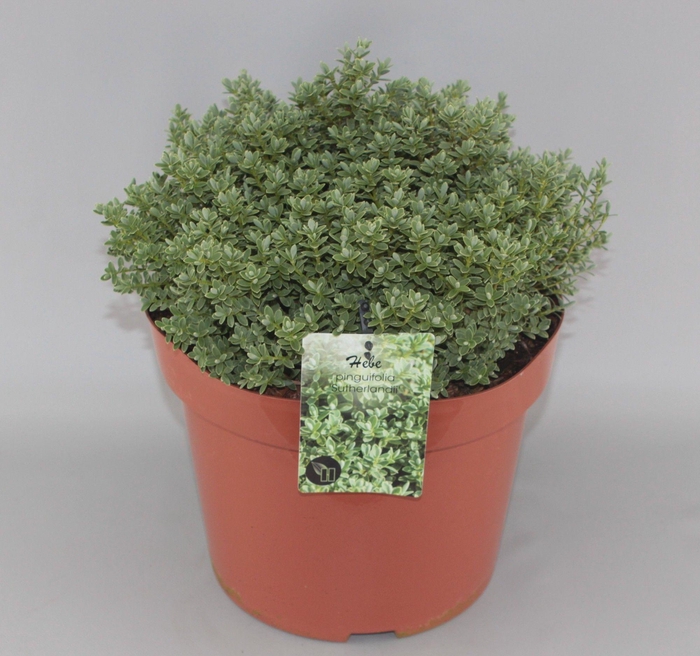 <h4>Hebe pinguifolia 'Sutherlandii' C10</h4>