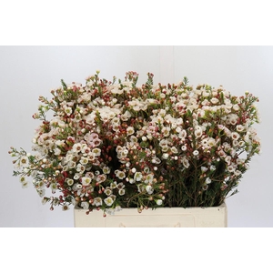 Chamelaucium Moonlight Delight