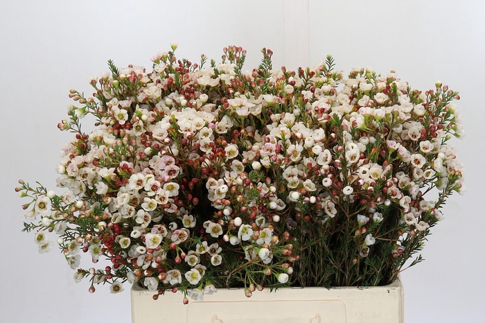 <h4>Chamelaucium Moonlight Delight</h4>