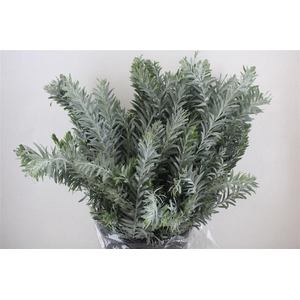 Mimosa Luna D'argento P Bunch
