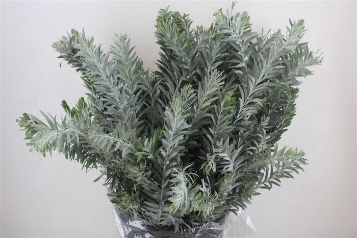 <h4>Mimosa Luna D'argento P Bunch</h4>