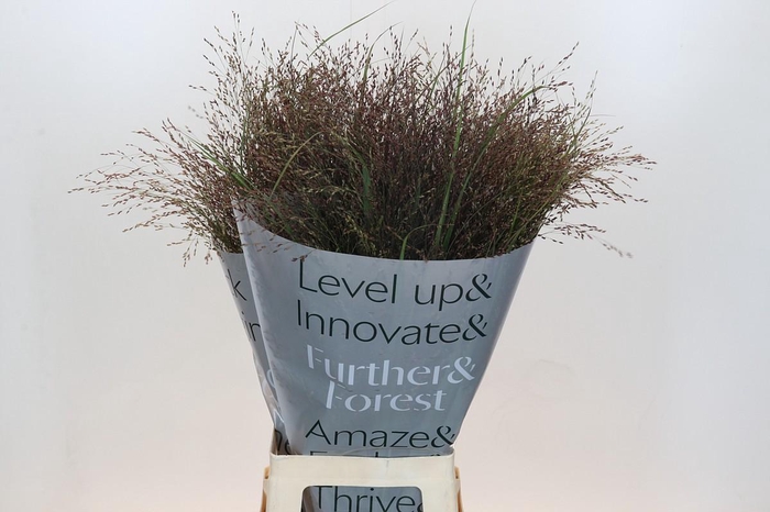 <h4>Panicum Virgatum Warrior</h4>