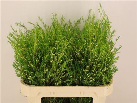 <h4>Chame Un Atar</h4>