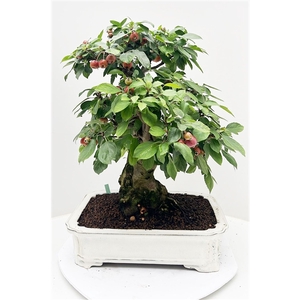 Malus domestica, pot 41 cm., height 65cm. (single item)