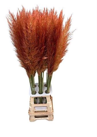 <h4>CORTA SE PUMILA  COPPER BROWN</h4>