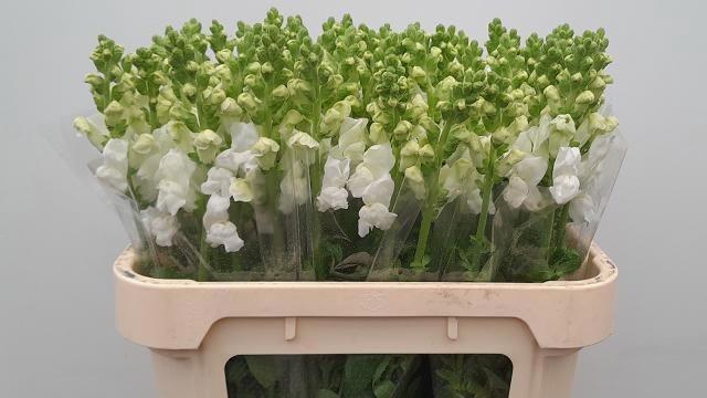 <h4>Antir Cool White</h4>