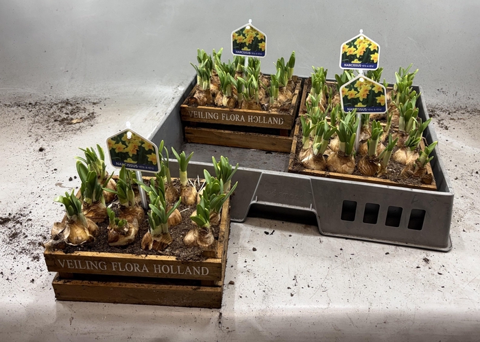 <h4>ARR N TETE A TETE</h4>