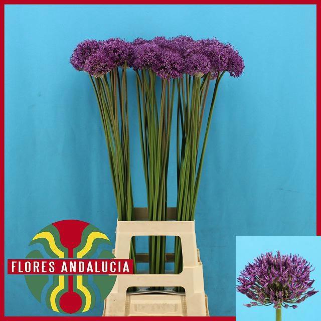 <h4>ALLIUM GLADIATOR</h4>