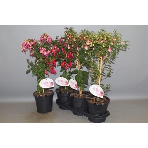 FUCHSIA OV