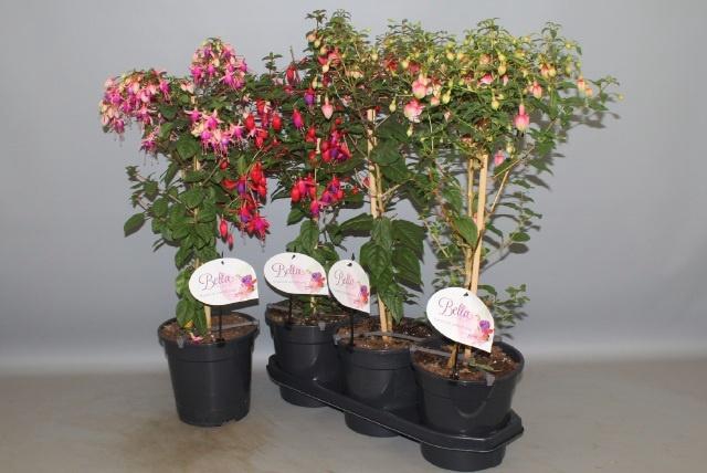 <h4>FUCHSIA OV</h4>