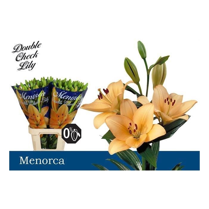 <h4>Li La Menorca</h4>