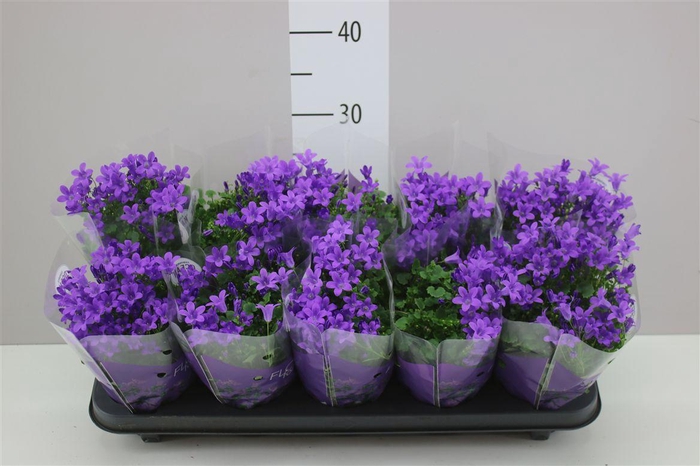 <h4>Campanula Port Ocean Blue In Hoes</h4>
