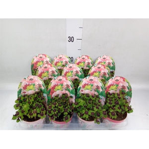 Oxalis deppei
