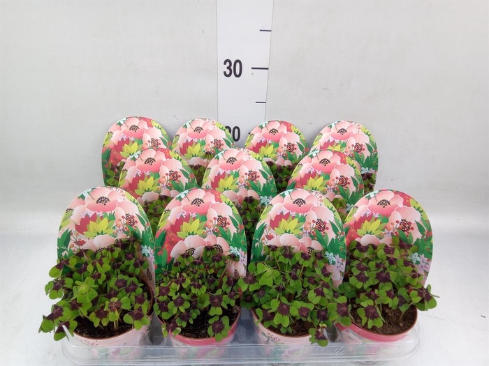 <h4>Oxalis deppei</h4>