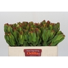 Leucadendron Laurel Yellow