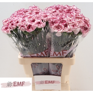 Di St Damascus EMF