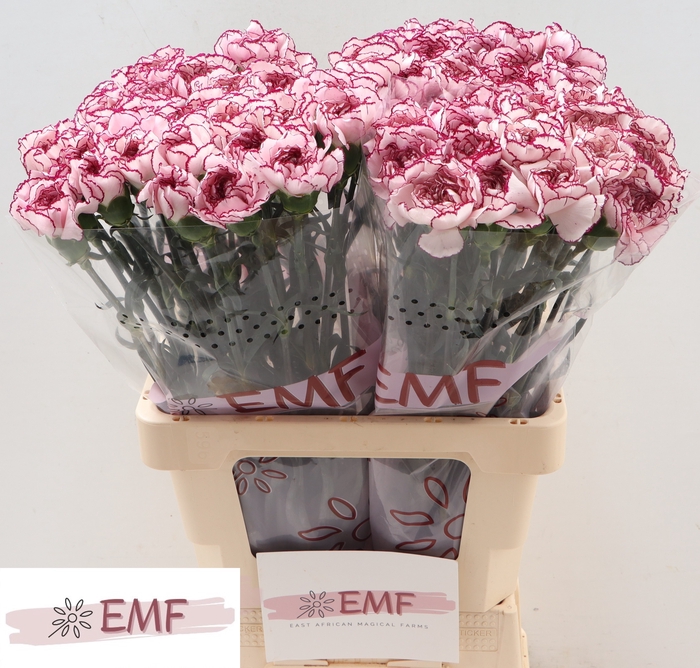 <h4>Di St Damascus EMF</h4>
