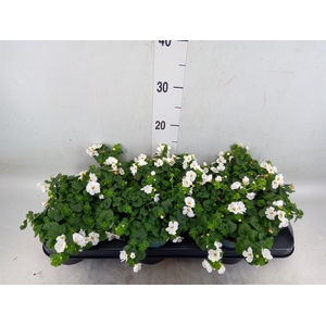 Sutera  'Big White Falls'