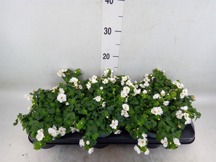 <h4>Sutera  'Big White Falls'</h4>