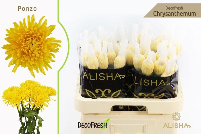 <h4>Chr G Ponzo</h4>