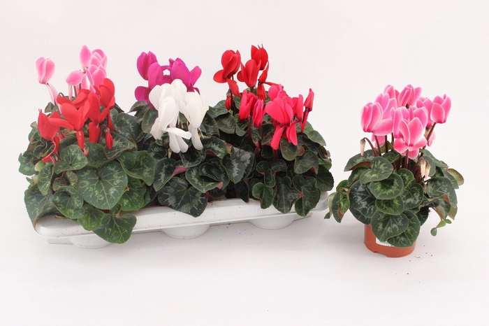 <h4>Cyclamen Super Serie Vintro Mix</h4>