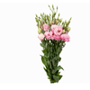 L. ARENA PINK 060 CM MIN 500 GRAMAS ROSA