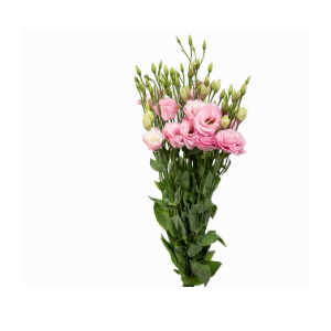 L. ARENA PINK 050 CM MIN 500 GRAMAS ROSA