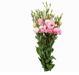 L. ARENA PINK 060 CM MIN 500 GRAMAS ROSA