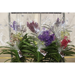 ORQUIDEA VANDA CESTA VAZADA