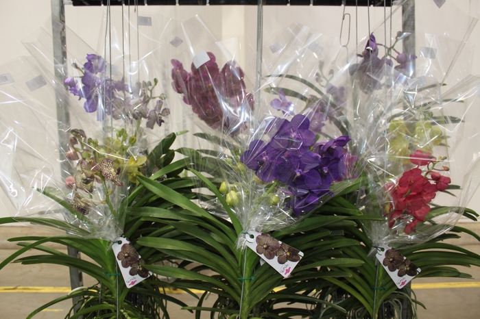 <h4>ORQUIDEA VANDA CESTA VAZADA</h4>