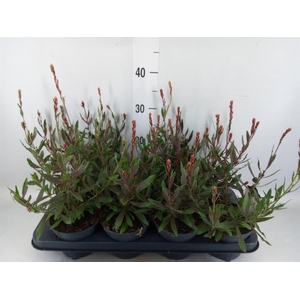 Gaura lindheimeri   ...