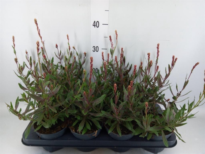 <h4>Gaura lindheimeri   ...</h4>