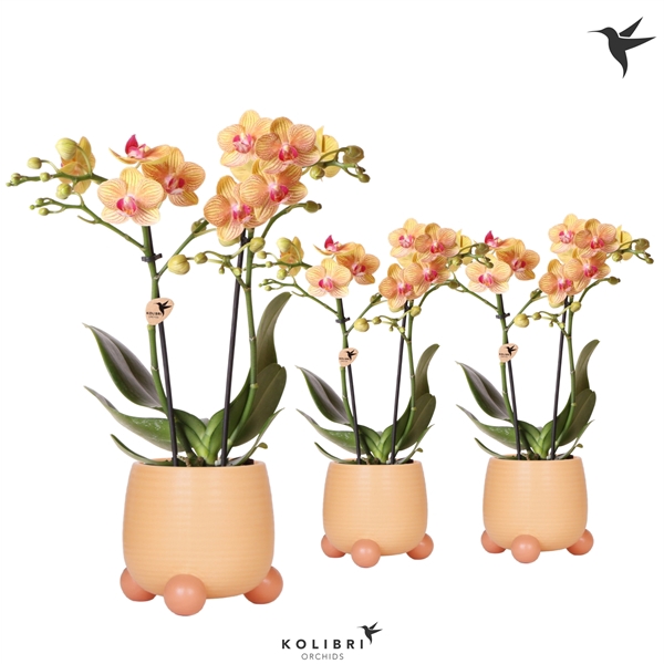 <h4>Kolibri Orchids Phalaenopsis orange 2 spike in Rolling pot coral</h4>