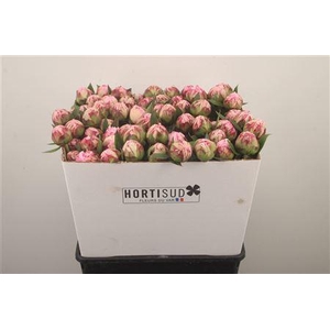 Paeo L Sarah Bernhard Pink Ex