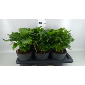 Philodendron   ...