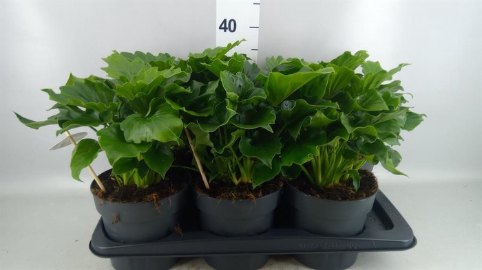<h4>Philodendron   ...</h4>