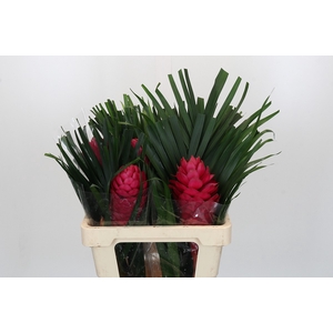 BQ Flat CB Ginger Plus