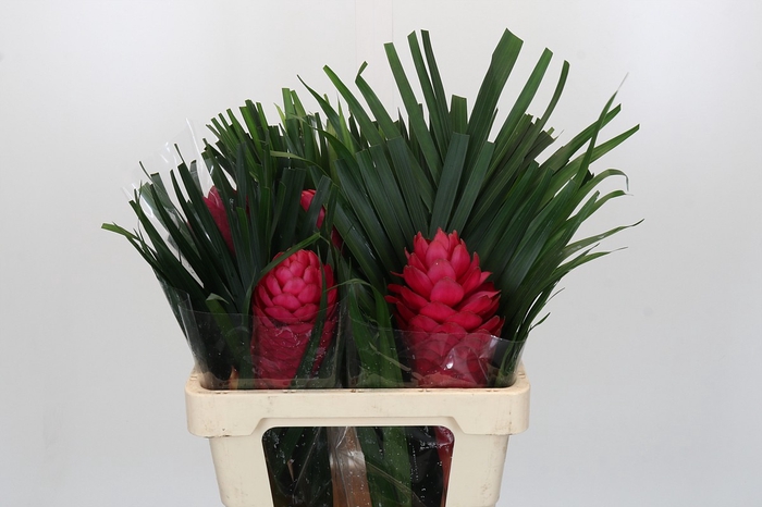 <h4>BQ Flat CB Ginger Plus</h4>
