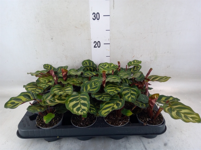 <h4>Calathea makoyana</h4>
