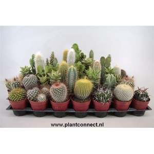 101 Cactus gemengd 6,5 cm