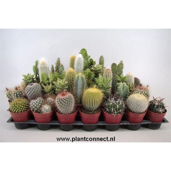 <h4>101 Cactus gemengd 6,5 cm</h4>