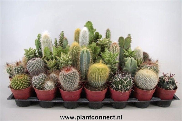 <h4>CACTUS GEM</h4>