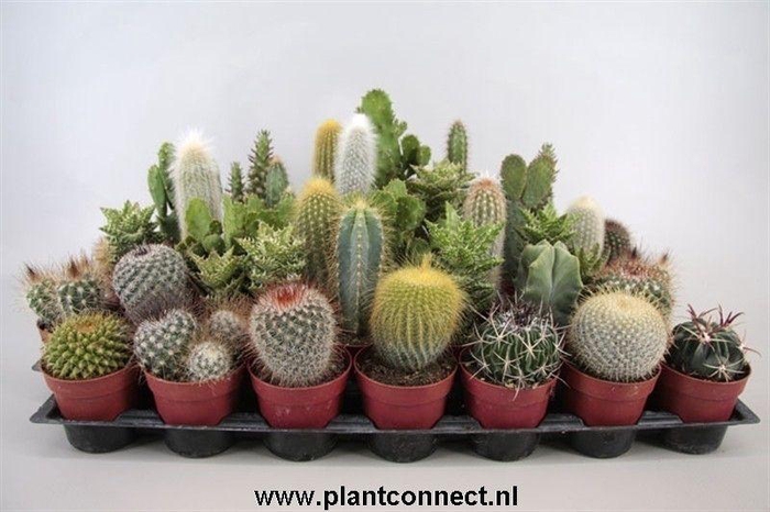 101 Cactus gemengd 6,5 cm