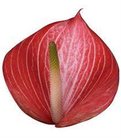 <h4>Anth A Caldonia</h4>