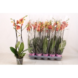 PHAL OV ORANJE