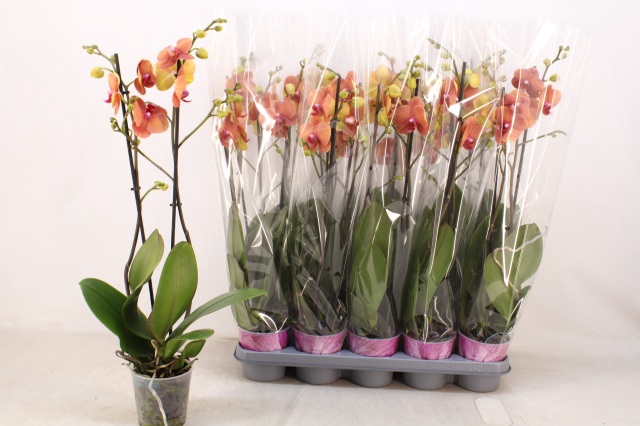 <h4>PHAL OV ORANJE</h4>