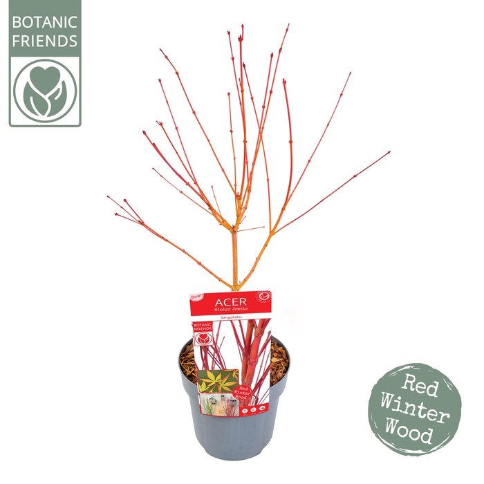 <h4>Acer palm. 'Sangokaku'</h4>