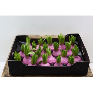 Wax Hyacinth Baby Roze