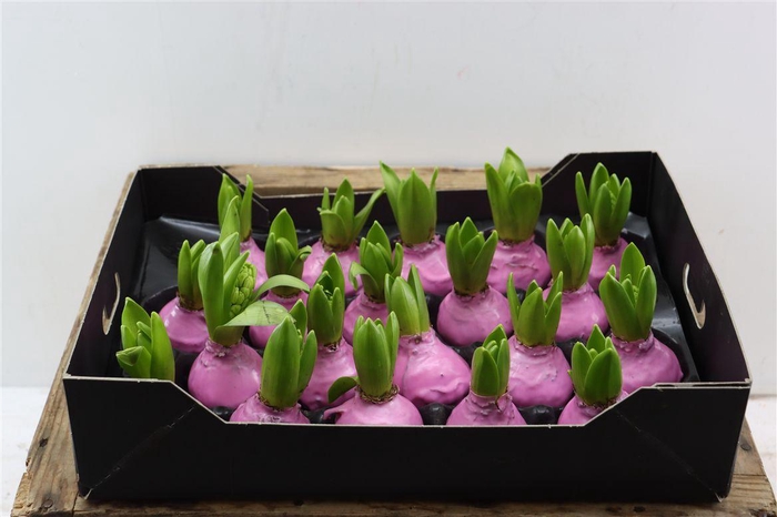 <h4>Wax Hyacinth Baby Roze</h4>