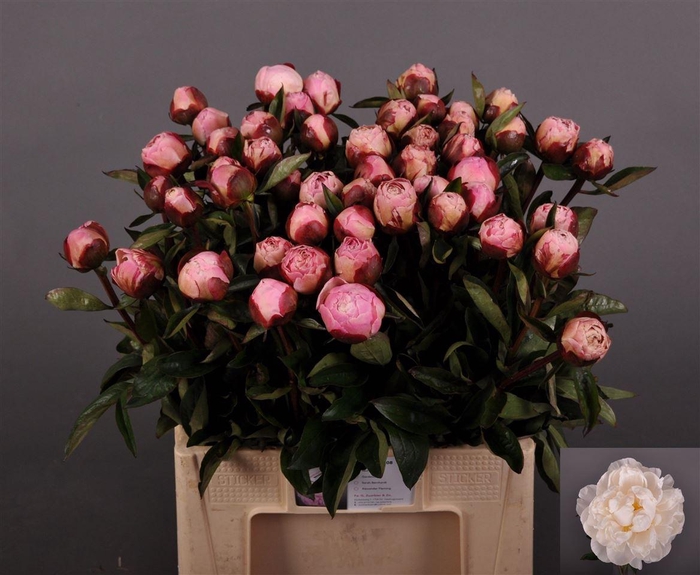 <h4>Paeo L Gardenia</h4>